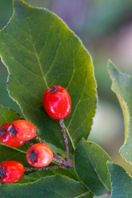 Photinia parvifolia - blýskalka drobnokvětá - plod